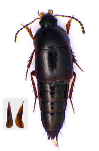 Réf. 353 862 : Tachinus rufipes